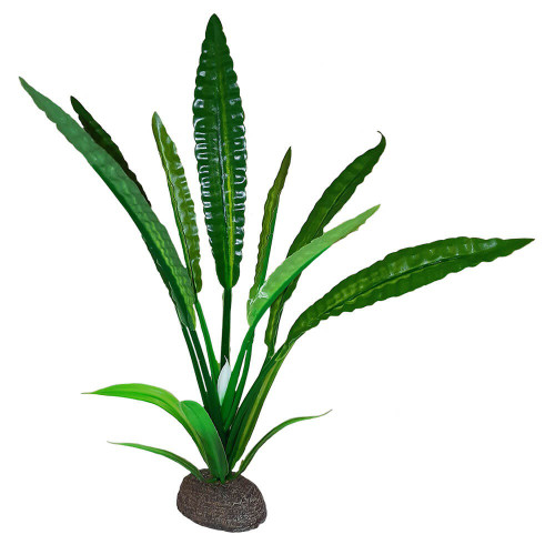 Betta Premium Water Trumpet Plant