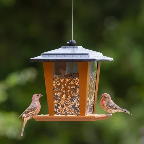 Perky-Pet® Sun and Star Lantern Wild Bird Feeder