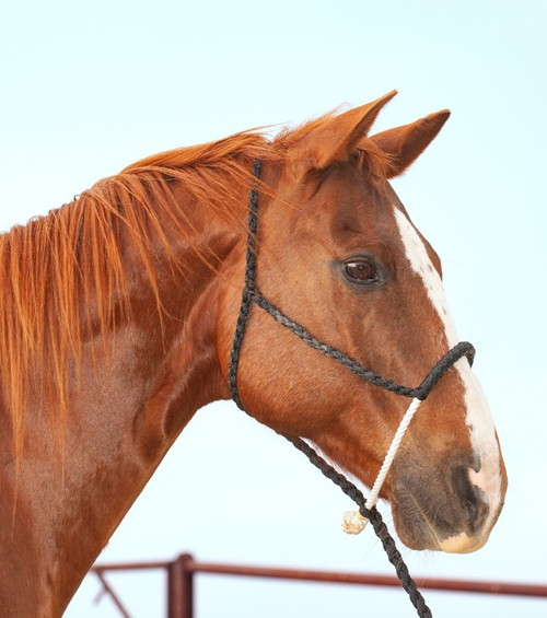 Rope Nose Halter and Leadrope