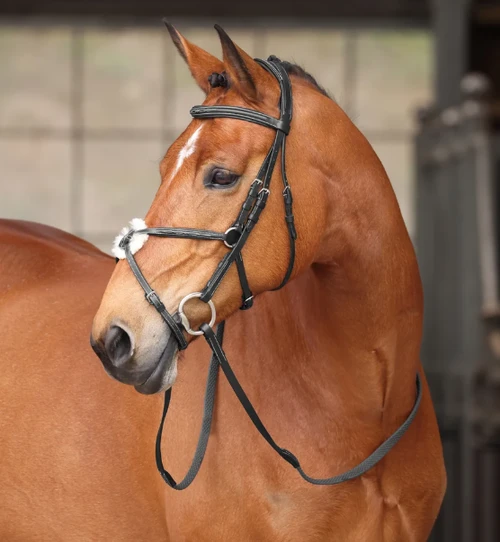 Avignon Woodside Bridle