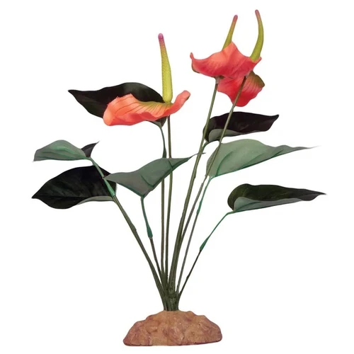 Komodo® Anthurium Bush