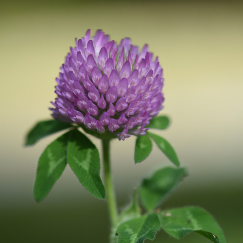 Red Clover Seed