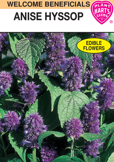anise hyssop