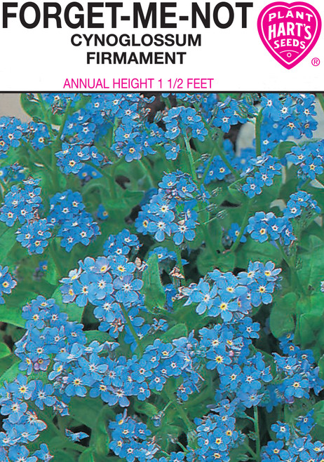 forget me not
