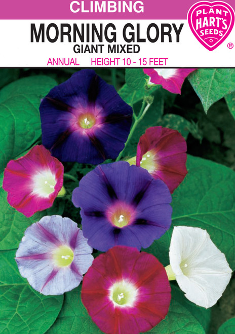 giant mix morning glory