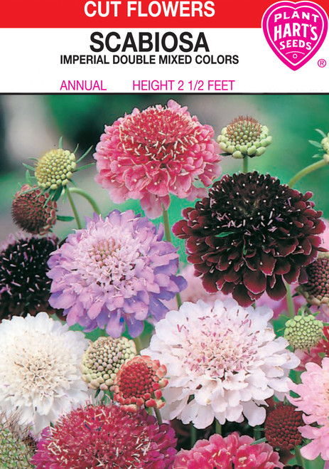 imperial mix scabosia