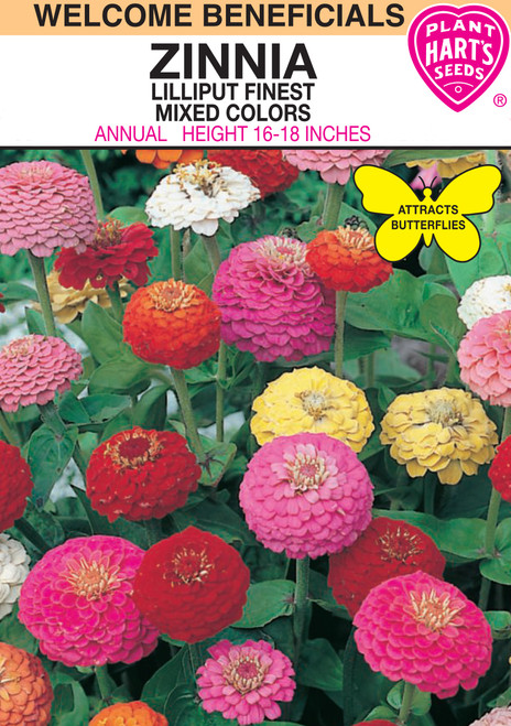 Hart's Lilliput Zinnia