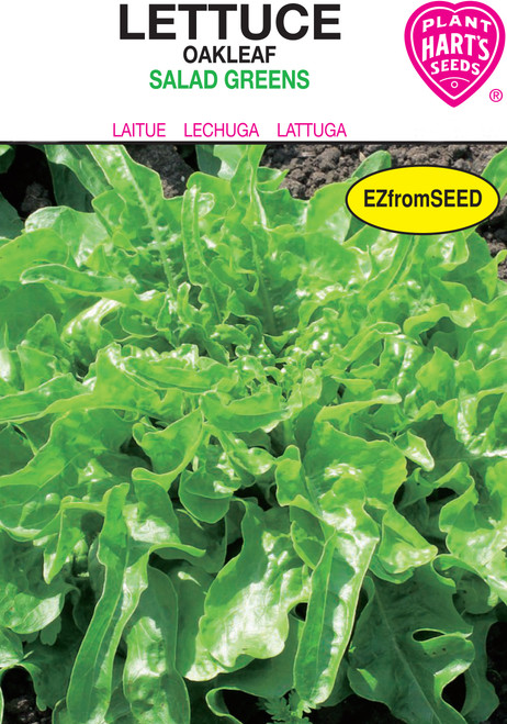 oakleaf lettuce