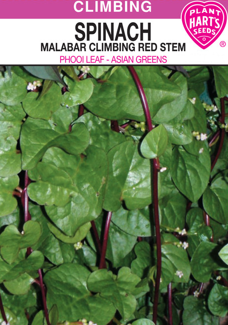 malabar climbing spinach