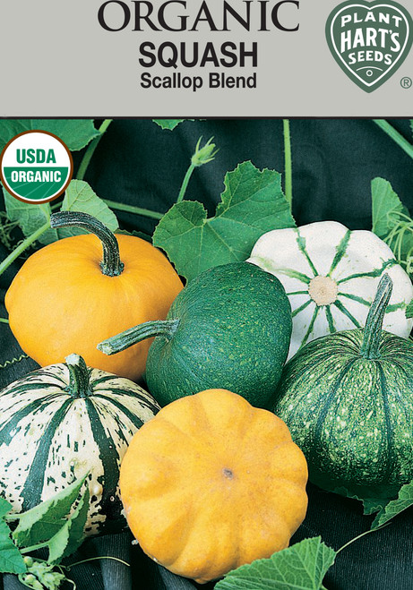 organic scallop blend squash