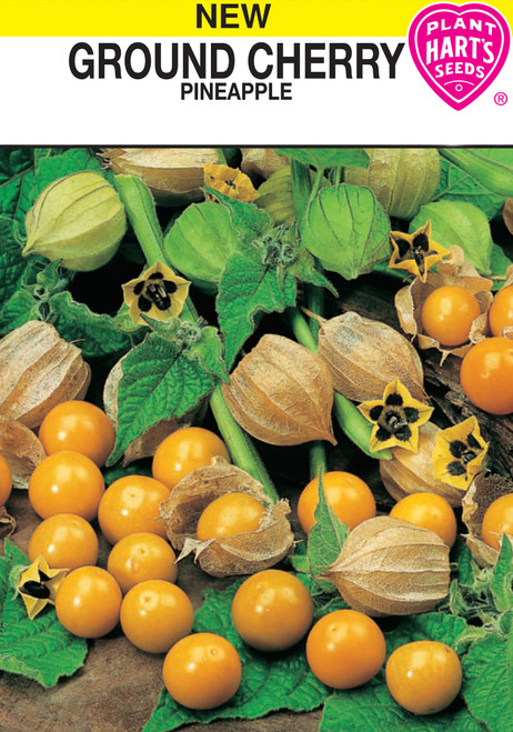 ground cherry pineapple