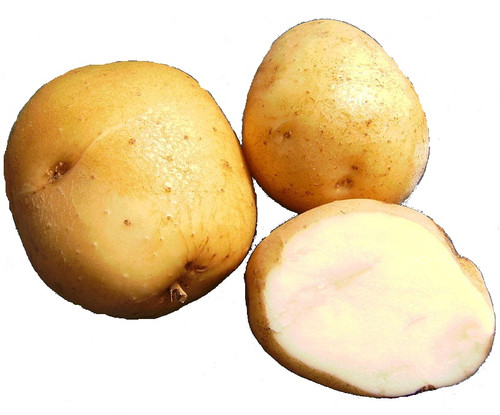 Kennebec Potato