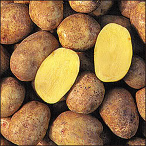 Yukon Gold Potato
