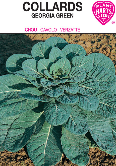 Hart's Georgia Green Collards