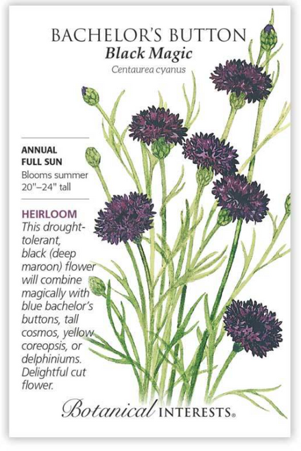 Black Magic Bachelor's Button