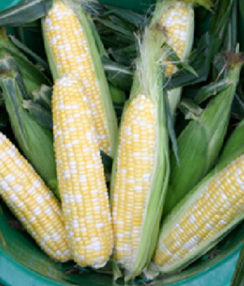 Butter and Sugar Sweet Corn Seeds - 1/2 lb