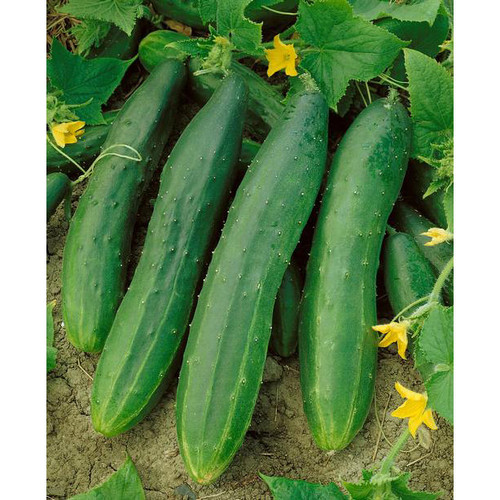 straight 8 cucumber