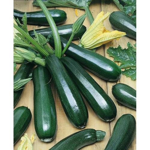 black beauty zucchini