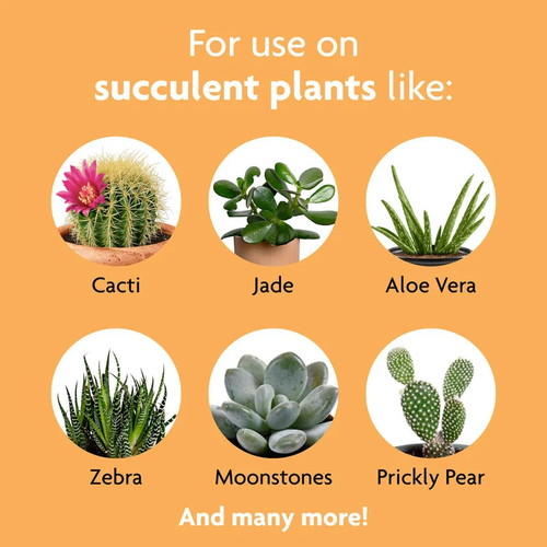 urban garden seed 🪴Urban Organic Gardener's Monthly Seed Club 🌱… main image 1