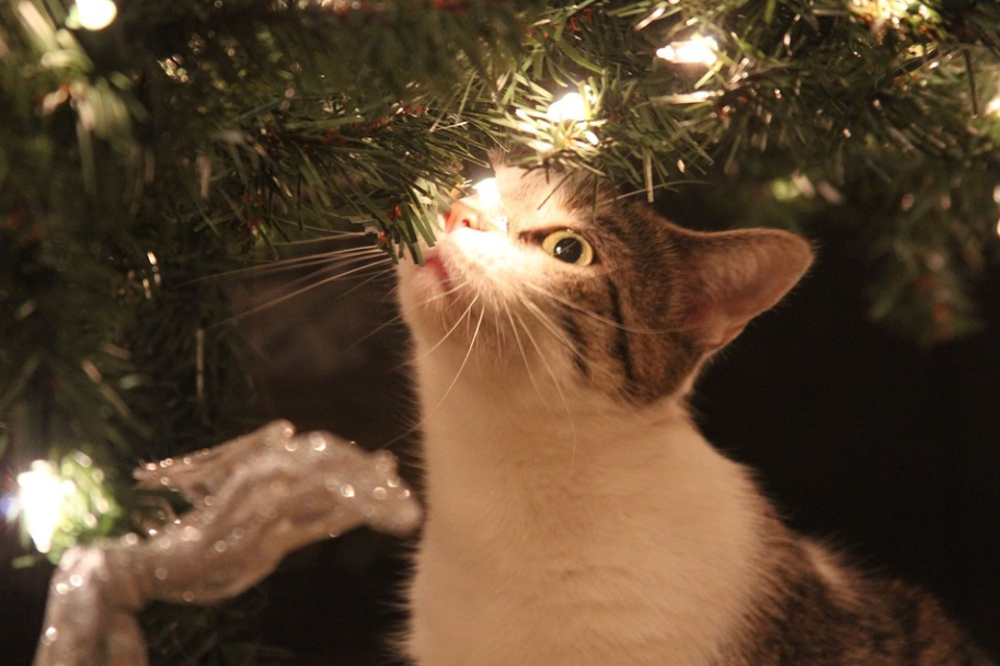 Keep your cats from messing with the tree lights...