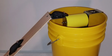 DIY 5 Gallon Bucket Mouse Trap  Bucket mouse trap, Mouse traps, Mouse trap  diy