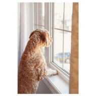How to Prevent Your Dog From Destroying Blinds