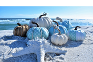 Coastal Pumpkins!