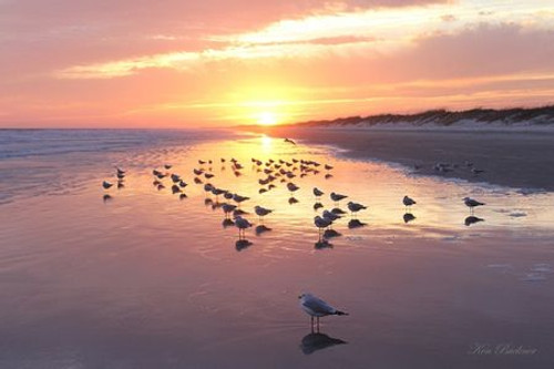 Sunset Gulls Giclee