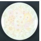 Potpourri Dinner Plate