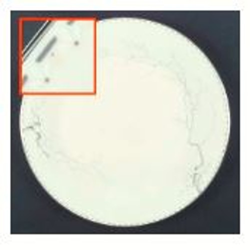 Angela Royal Doulton Dinner P