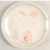 Eternal Blush Noritake Salad P