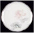 Garden Empress Round Salad Plate-Noritake