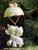 Our First Christmas Together Precious Moments Enesco