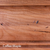 Doc & Holliday Wood Finish Samples, close-up of a Coffee Maple wood finish sample showing natural wood grains and warm brown color.