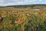 Introduction to Burgundy