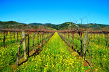 Californian Wine: The New Wave