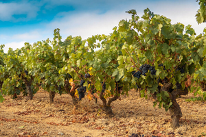 Ribera Del Duero and Bush Vines