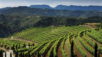 Discovering Priorat: An introduction to the Wine Region