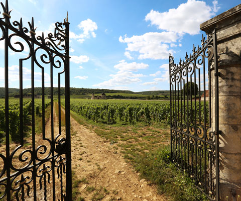 Introduction to Burgundy - Ellis Wharton Wines