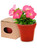 Petunia, ghiveci biodegradabil cu 5-8 seminte de petunie in diferite culori, cu posibilitate de personalizare corporate