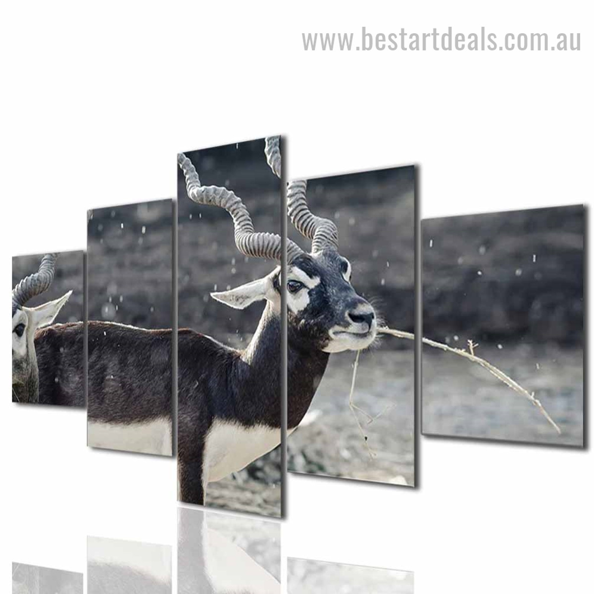 Greater Kudu Animal Modern Framed Effigy Picture Canvas Print