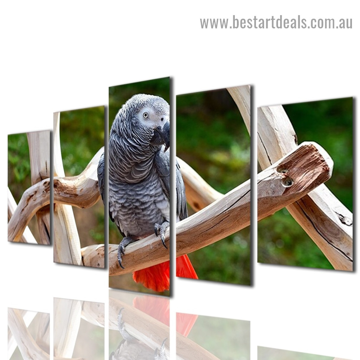 Psittacus Parrot Bird Modern Artwork Photo Canvas Print for Room Wall Ornament