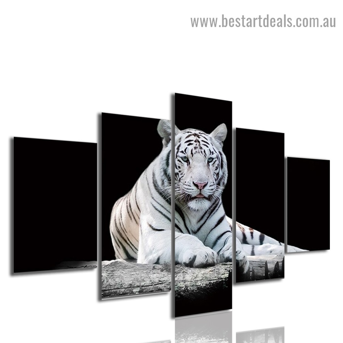 White Tiger Staring Animal Modern Artwork Image Canvas Print for Room Wall Garniture