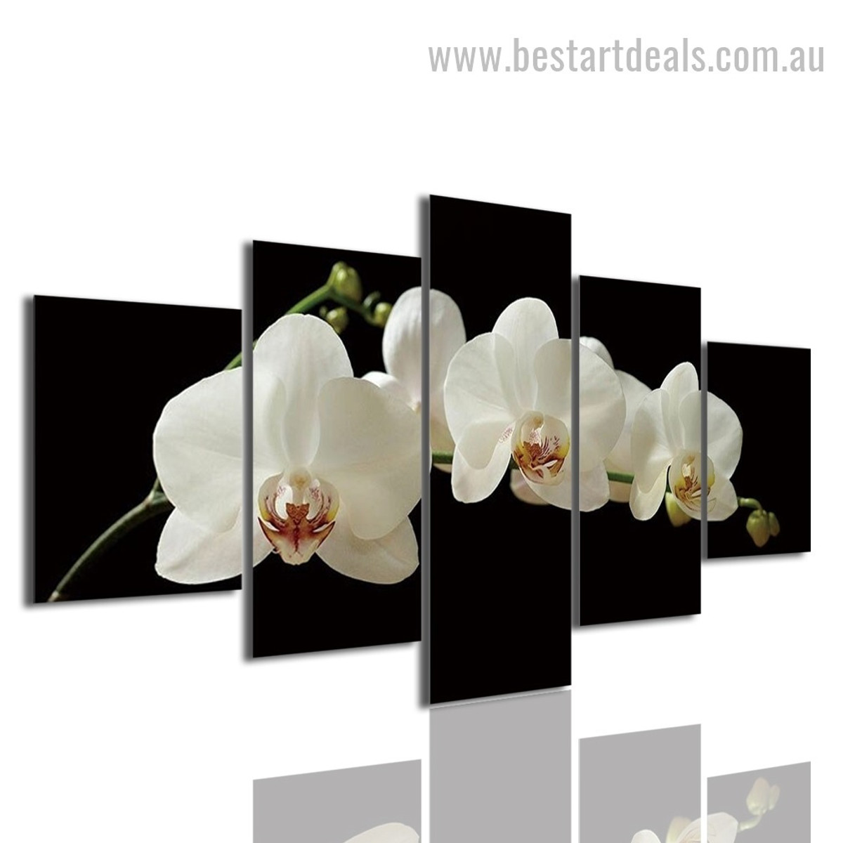 Phalaenopsis Amabilis Botanical Modern Framed Artwork Photo Canvas Print