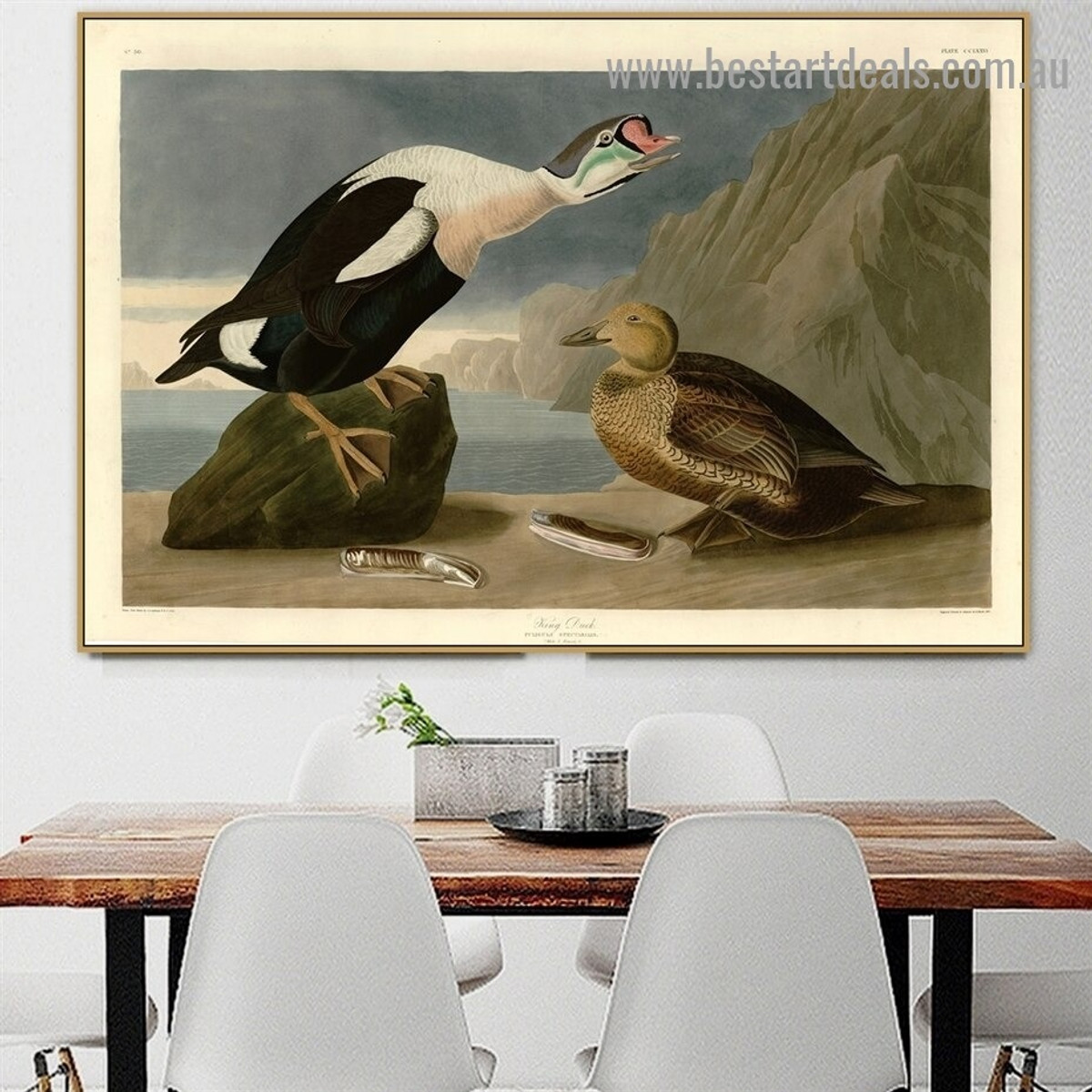 King Duck John James Audubon Bird Landscape Ornithologist Reproduction Artwork Picture Canvas Print for Room Wall Adornment