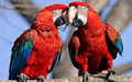 Red and Green Macaw Bird Modern Framed Painting Photo Canvas Print