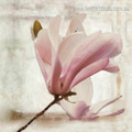 Two Magnolia Blooms Botanical Modern Framed Painting Photo Canvas Print