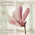 Pink Magnolia Blossoms Botanical Modern Framed Painting Portrait Canvas Print