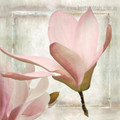 Pink Magnolia Blossoms Botanical Modern Framed Painting Pic Canvas Print