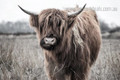 Highland Cow Grassland Animal Modern Framed Artwork Image Canvas Print